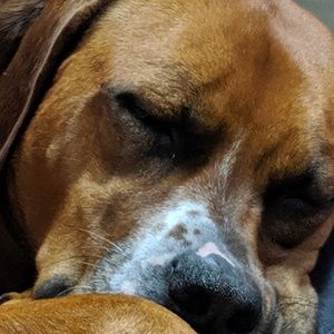 Meet your Posher, Anne